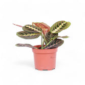 Maranta leuconeura 'Fascinator' ('Tricolor', 'Red Stripe') – Zimmerpflanze im Kulturtopf auf weißem Hintergrund, Produktfoto 5.
