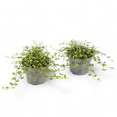 Muehlenbeckia complexa 'Maori' – Zimmerpflanze im Kulturtopf auf weißem Hintergrund, Produktfoto 3.