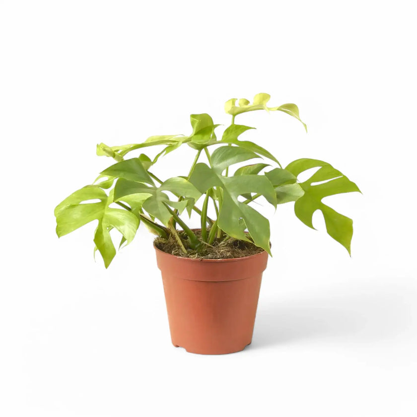 Rhaphidophora tetrasperma 'Goldrush' potted houseplant in nursery pot on white background, product photo 2.