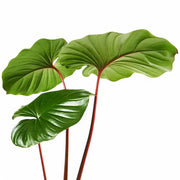Homalomena rubescens ‘Maggy’ leaf close-up on white background.