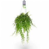 Aeschynanthus 'Japhrolepis' – Zimmerpflanze im Kulturtopf auf weißem Hintergrund, Produktfoto 5.