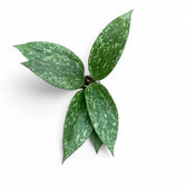 Hoya sp. Rangsan – Topfpflanze im Kulturtopf vor weißem Hintergrund, Produktfoto 3.