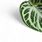 Anthurium 'Super Silver Blush' leaf close-up on white background.