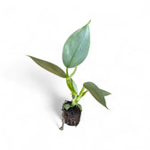 Philodendron hastatum 'Silver queen' ('Silver Sword') potted houseplant in nursery pot on white background, product photo 2.