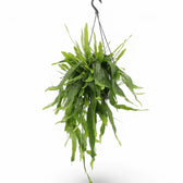 Epiphyllum pumilum – Topfpflanze im Kulturtopf vor weißem Hintergrund, Produktfoto 6.