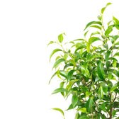 Nahaufnahme eines Blatts von Ficus benjamina 'Natasja' vor weißem Hintergrund.