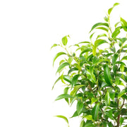 Nahaufnahme eines Blatts von Ficus benjamina 'Natasja' vor weißem Hintergrund.