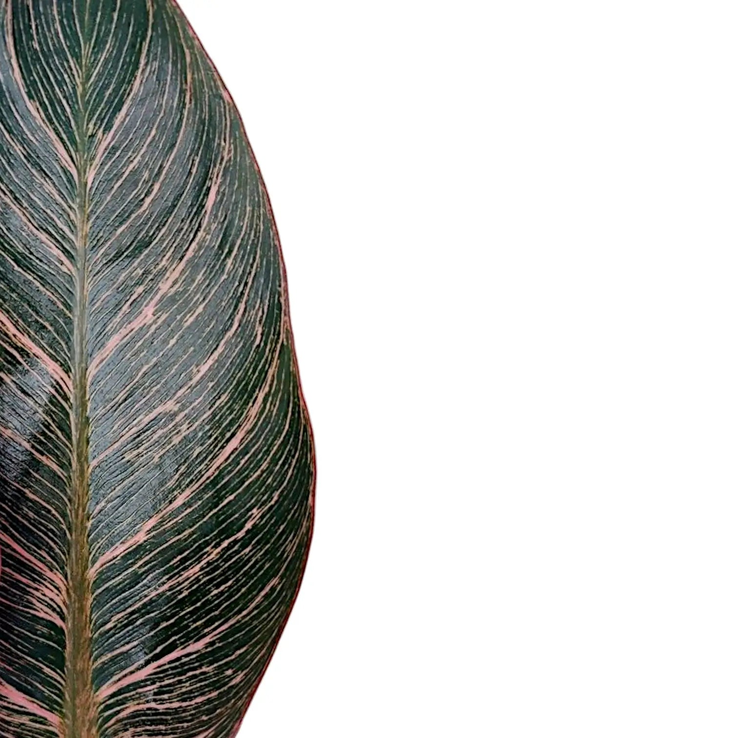 Philodendron 'Birkin Pink' ('Pink Bikini') potted houseplant in nursery pot on white background, product photo 10.