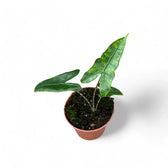 Alocasia zebrina 'Reticulata' potted houseplant in nursery pot on white background, product photo 6.