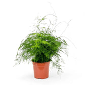 Asparagus setaceus – Zimmerpflanze im Kulturtopf auf weißem Hintergrund, Produktfoto 13.