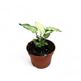 Syngonium podophyllum 'Mouse Ears' potted houseplant in nursery pot on white background, product photo 4.