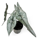 Alocasia heterophylla 'Dragon's Breath' potted houseplant in nursery pot on white background, product photo 11.