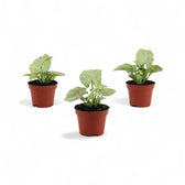 Syngonium podophyllum 'Confetti' – Zimmerpflanze im Kulturtopf auf weißem Hintergrund, Produktfoto 3.