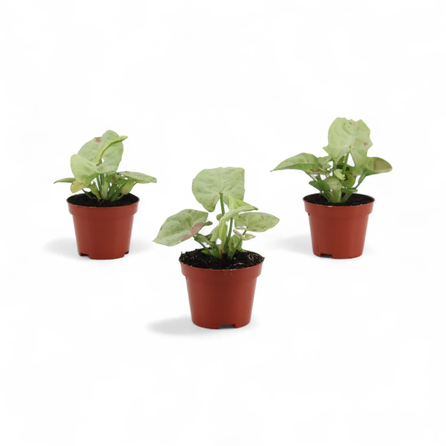 Syngonium podophyllum 'Confetti' – Zimmerpflanze im Kulturtopf auf weißem Hintergrund, Produktfoto 3.