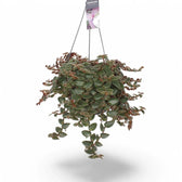 Cyanotis beddomei ‘Brown Hill’ – Topfpflanze im Kulturtopf vor weißem Hintergrund, Produktfoto 3.