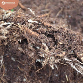 Terrarium-Substratmischung auf weißem Hintergrund, Produktfoto 7.