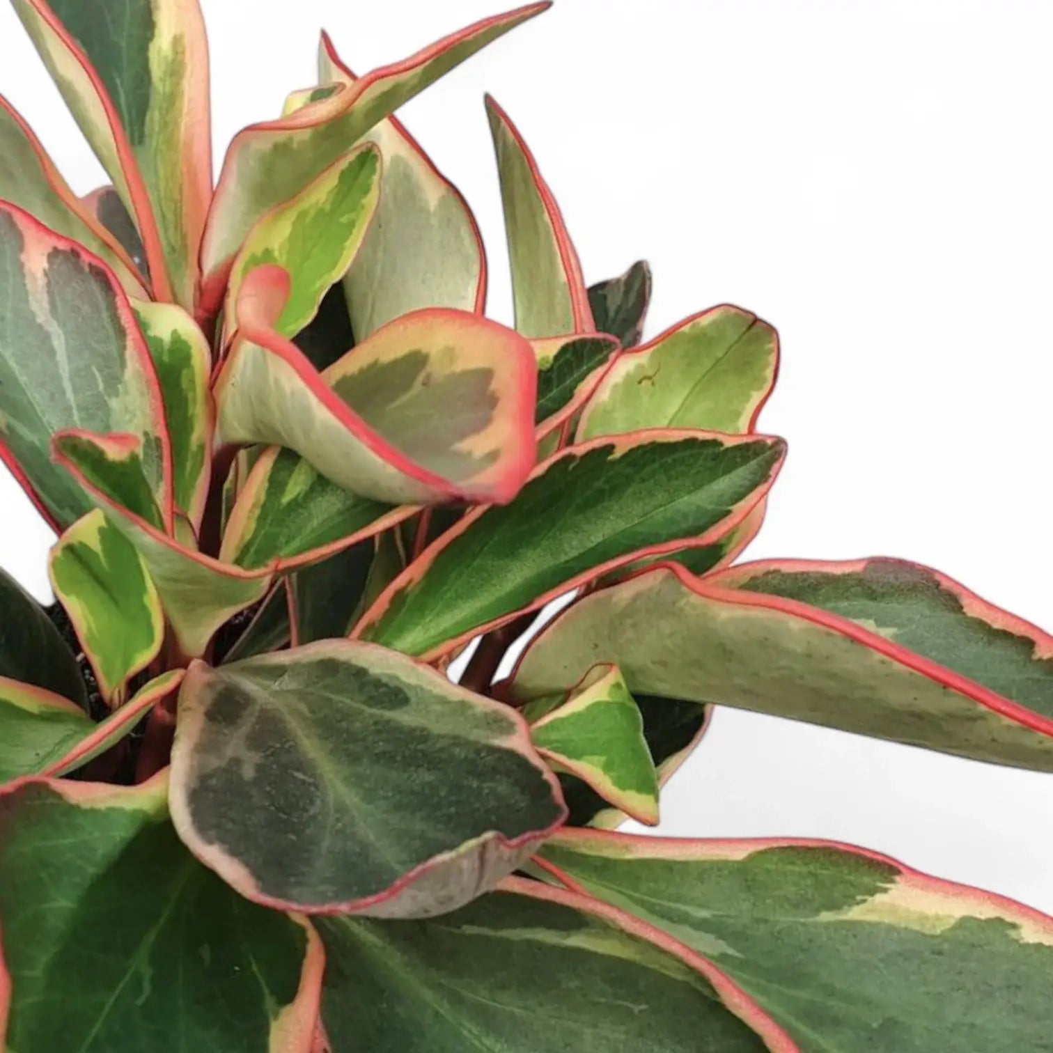Peperomia clusiifolia 'Jellie' – Zimmerpflanze im Kulturtopf auf weißem Hintergrund, Produktfoto 4.