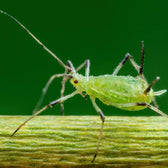 Adalia bipunctata – gegen Blattläuse, Produktfoto 3 vor weißem Hintergrund.