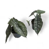 Alocasia heterophylla 'Dragon's Breath' potted houseplant in nursery pot on white background, product photo 10.