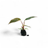 Philodendron 'Pink princess' – Zimmerpflanze im Kulturtopf auf weißem Hintergrund, Produktfoto 4.