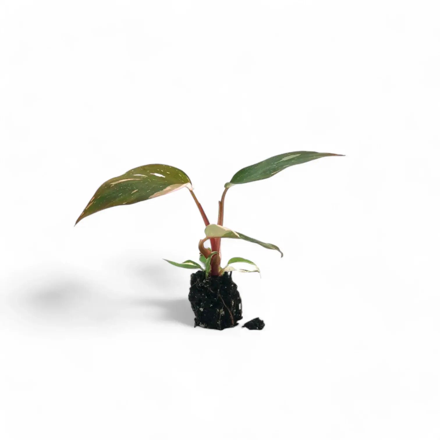 Philodendron 'Pink princess' – Zimmerpflanze im Kulturtopf auf weißem Hintergrund, Produktfoto 4.