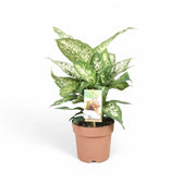 Dieffenbachia seguine 'Compacta' – Topfpflanze im Kulturtopf vor weißem Hintergrund, Produktfoto 4.