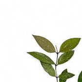 Nahaufnahme eines Blatts von Hoya gracilis (Hoya memoria) vor weißem Hintergrund.