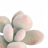 Pachyphytum oviferum 'Pink Moonstones' aka 'Pink Panther' leaf close-up on white background.