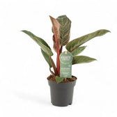 Philodendron 'Birkin Pink' ('Pink Bikini') potted houseplant in nursery pot on white background, product photo 7.