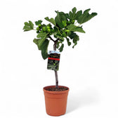 Ficus carica – Topfpflanze im Kulturtopf vor weißem Hintergrund, Produktfoto 2.