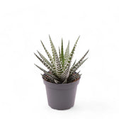 Haworthiopsis fasciata 'Big Band' potted houseplant in nursery pot on white background, product photo 3.