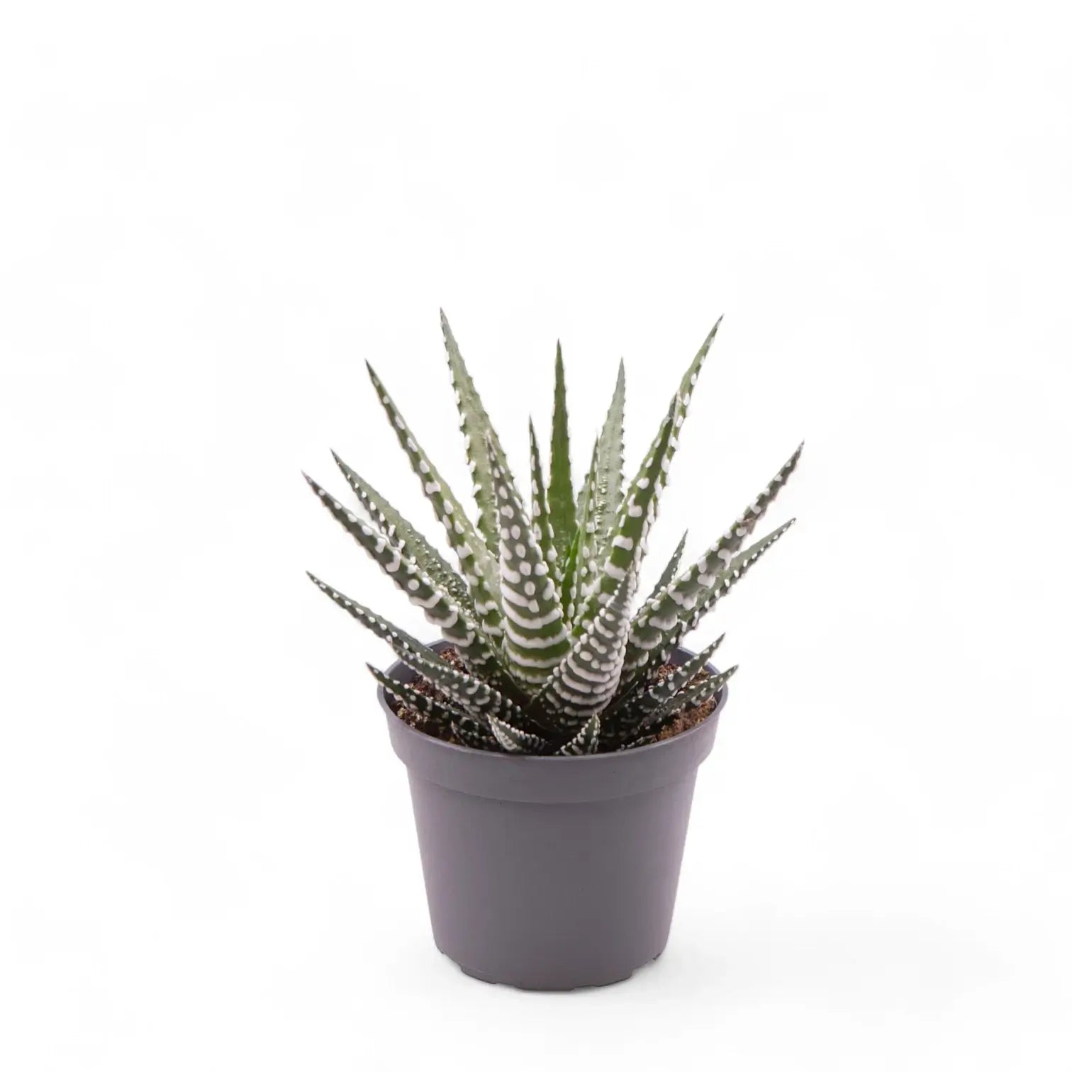 Haworthiopsis fasciata 'Big Band' potted houseplant in nursery pot on white background, product photo 3.