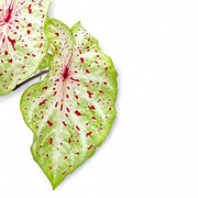 Nahaufnahme eines Blatts von Caladium 'Miss Muffet' vor weißem Hintergrund.