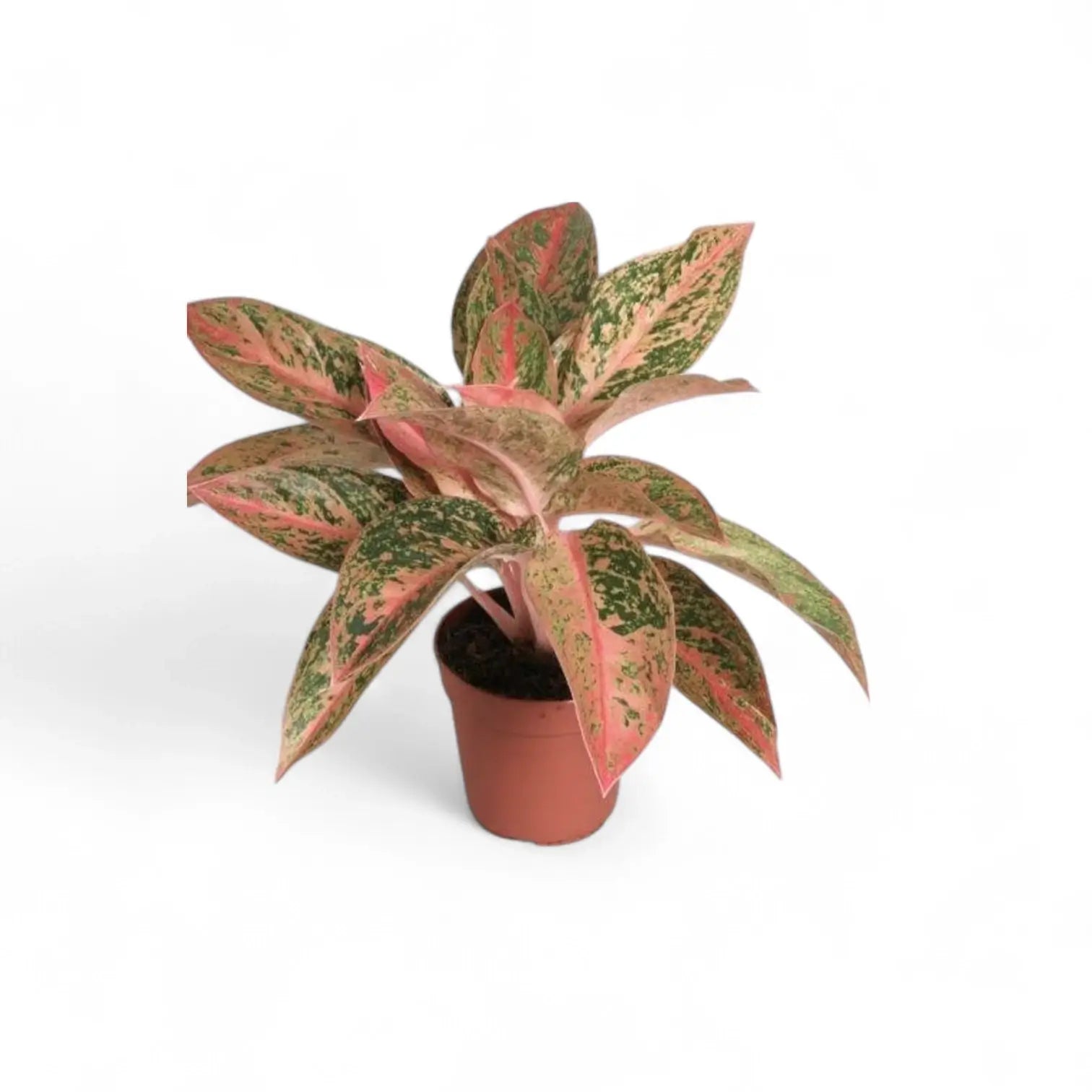 Aglaonema 'Prosperity' – Topfpflanze im Kulturtopf vor weißem Hintergrund, Produktfoto 2.