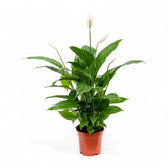 Spathiphyllum 'Vivaldi' potted houseplant in nursery pot on white background, product photo 2.