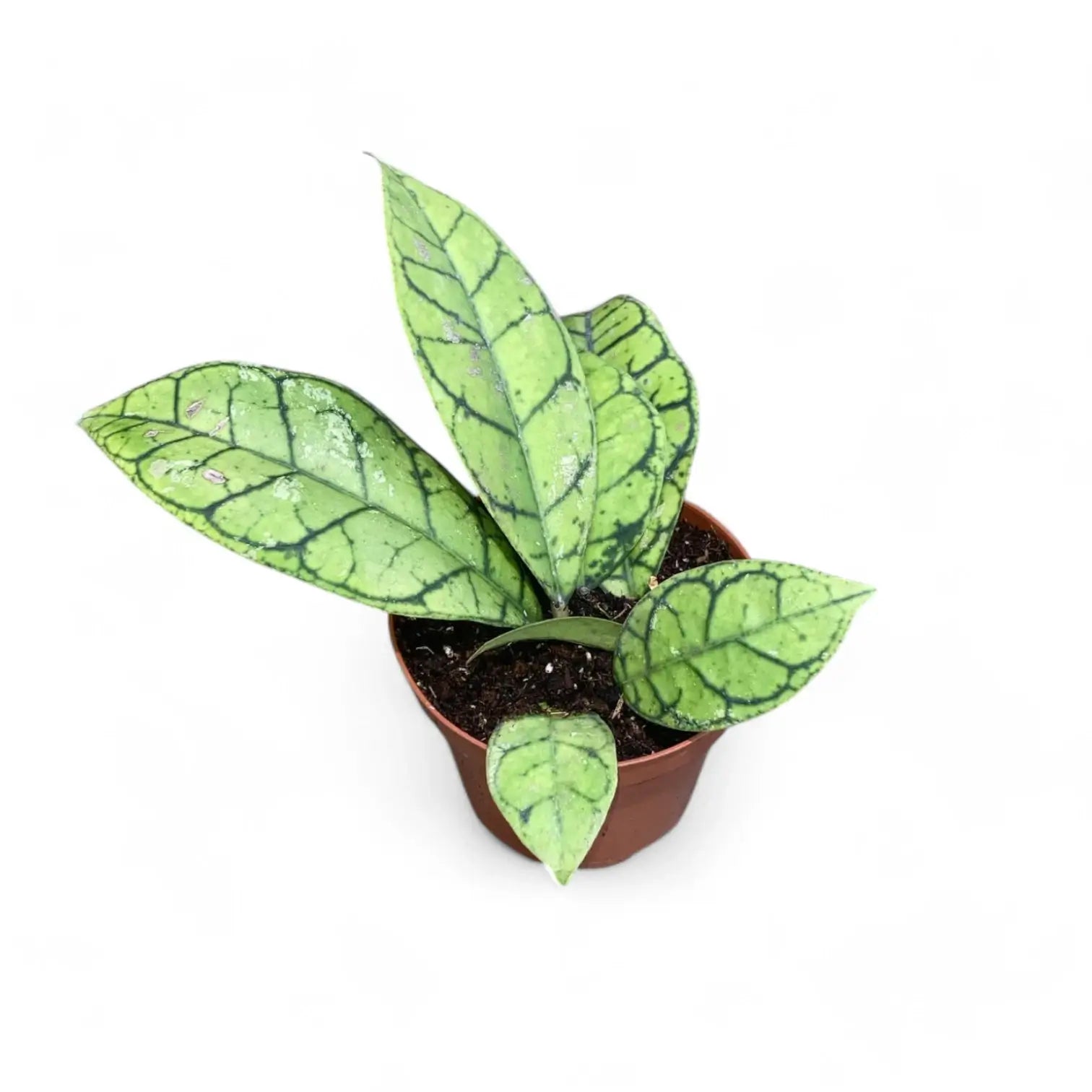 Hoya callistophylla potted houseplant in nursery pot on white background, product photo 5.
