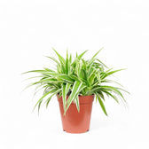 Chlorophytum comosum 'Ocean' potted houseplant in nursery pot on white background, product photo 4.