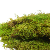 Plattenmoos (lebend) – Zimmerpflanze im Kulturtopf auf weißem Hintergrund, Produktfoto 2.