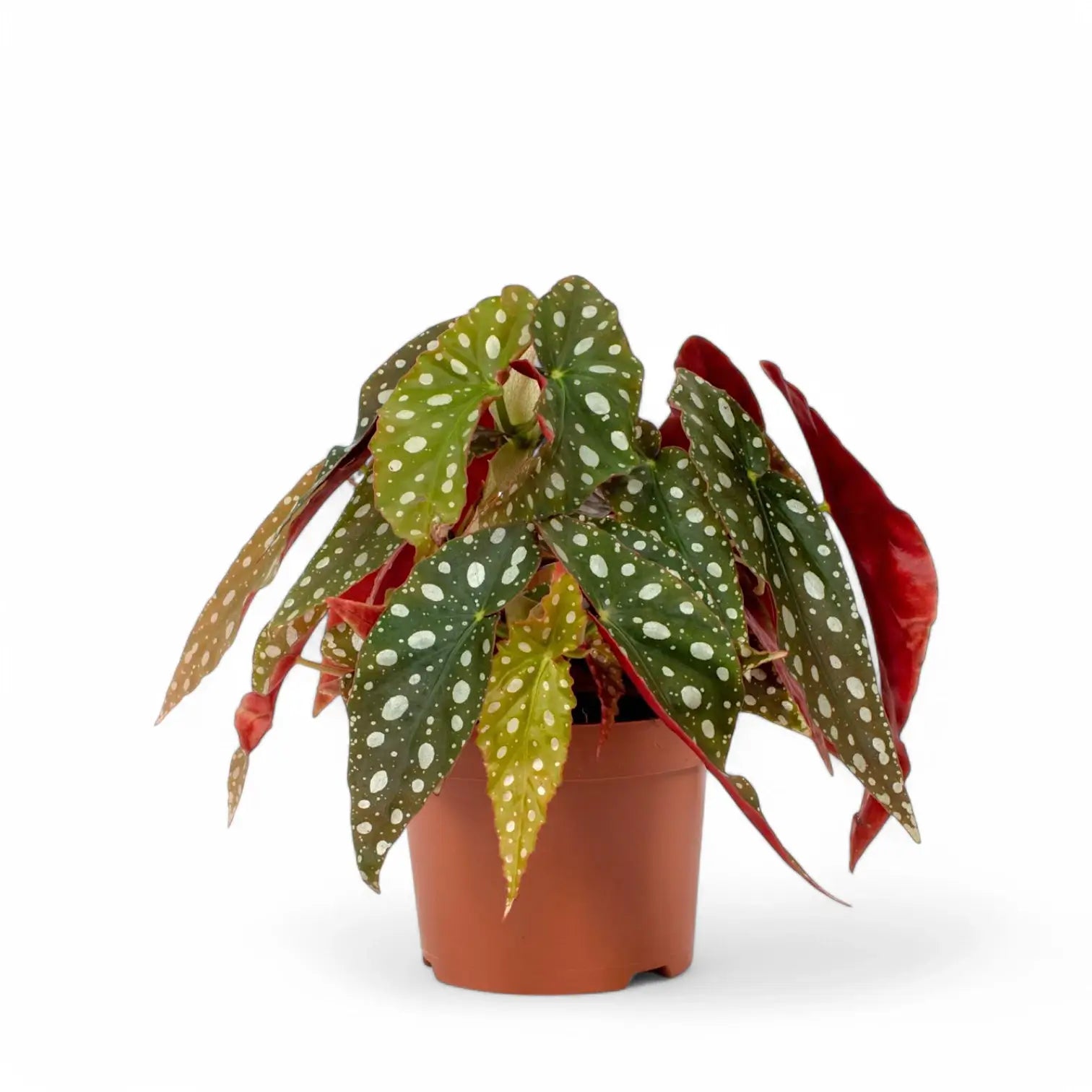 Begonia maculata 'Polka dot' – Zimmerpflanze im Kulturtopf auf weißem Hintergrund, Produktfoto 11.