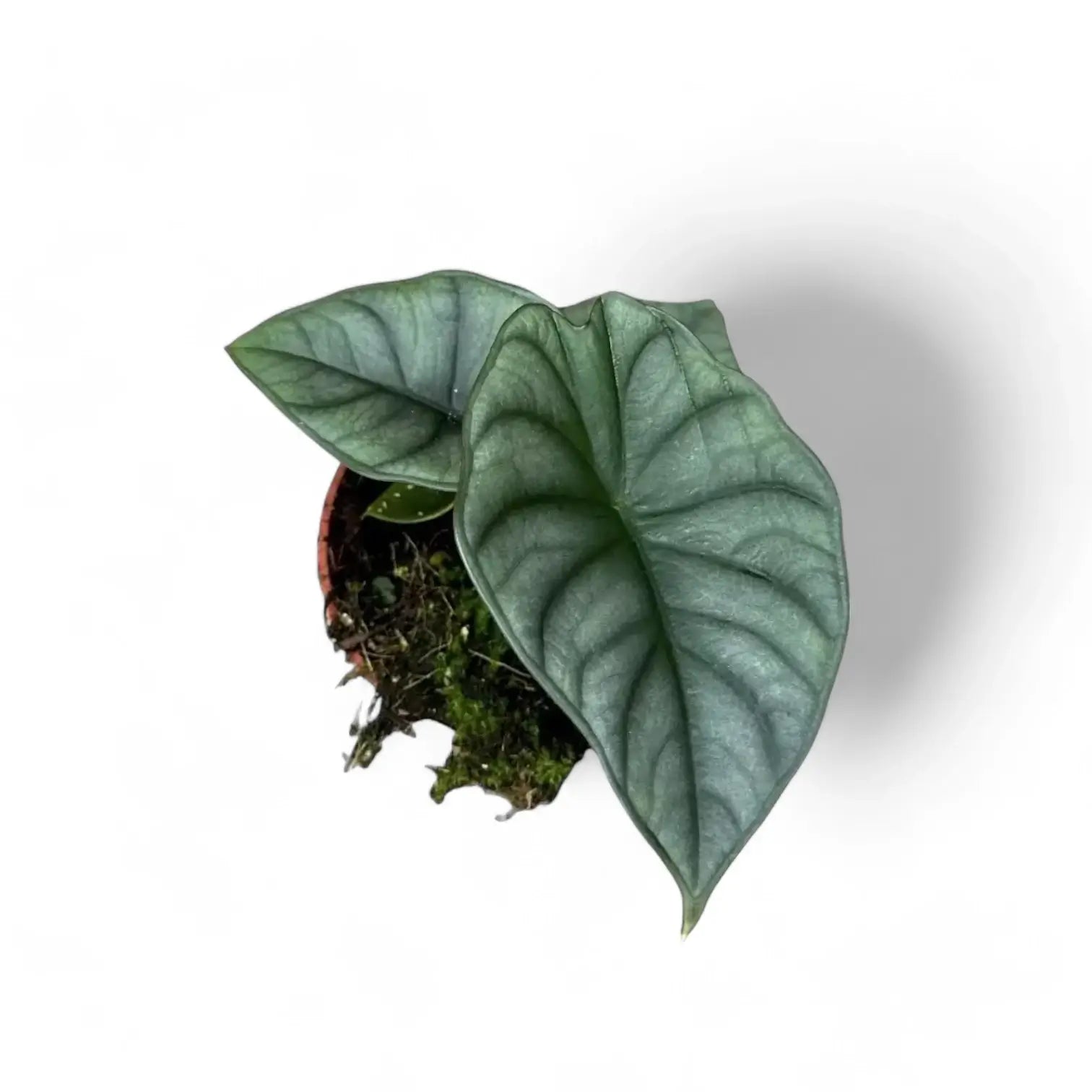 Alocasia nebula 'Silver' ('Black Diamond') – Topfpflanze im Kulturtopf vor weißem Hintergrund, Produktfoto 4.