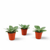 Kleinia cephalophora potted houseplant in nursery pot on white background, product photo 2.