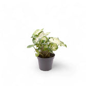 Syngonium podophyllum 'Pixie' (auch 'Nana') – Zimmerpflanze im Kulturtopf auf weißem Hintergrund, Produktfoto 6.