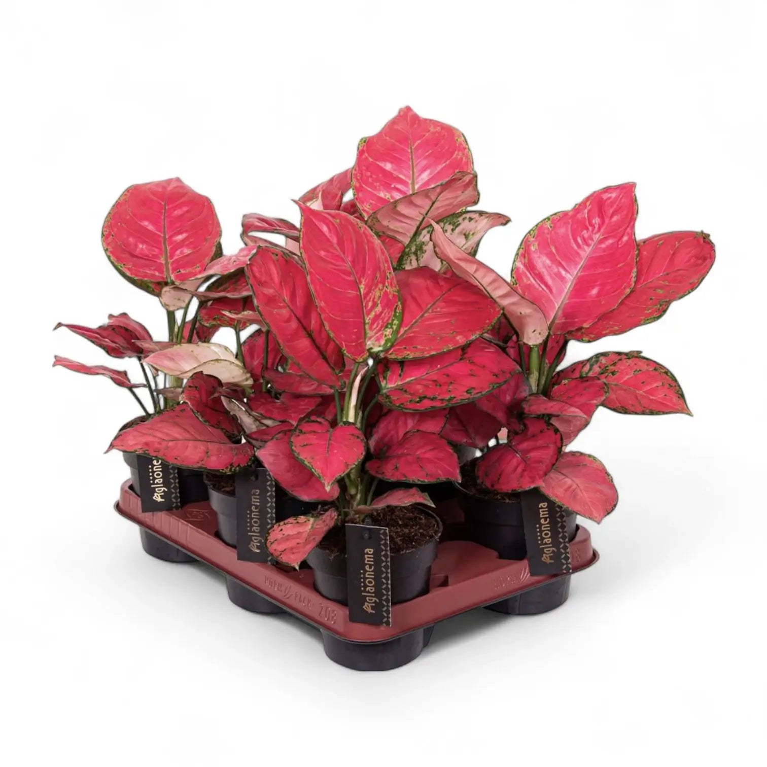 Aglaonema 'Red Joy' – Topfpflanze im Kulturtopf vor weißem Hintergrund, Produktfoto 5.