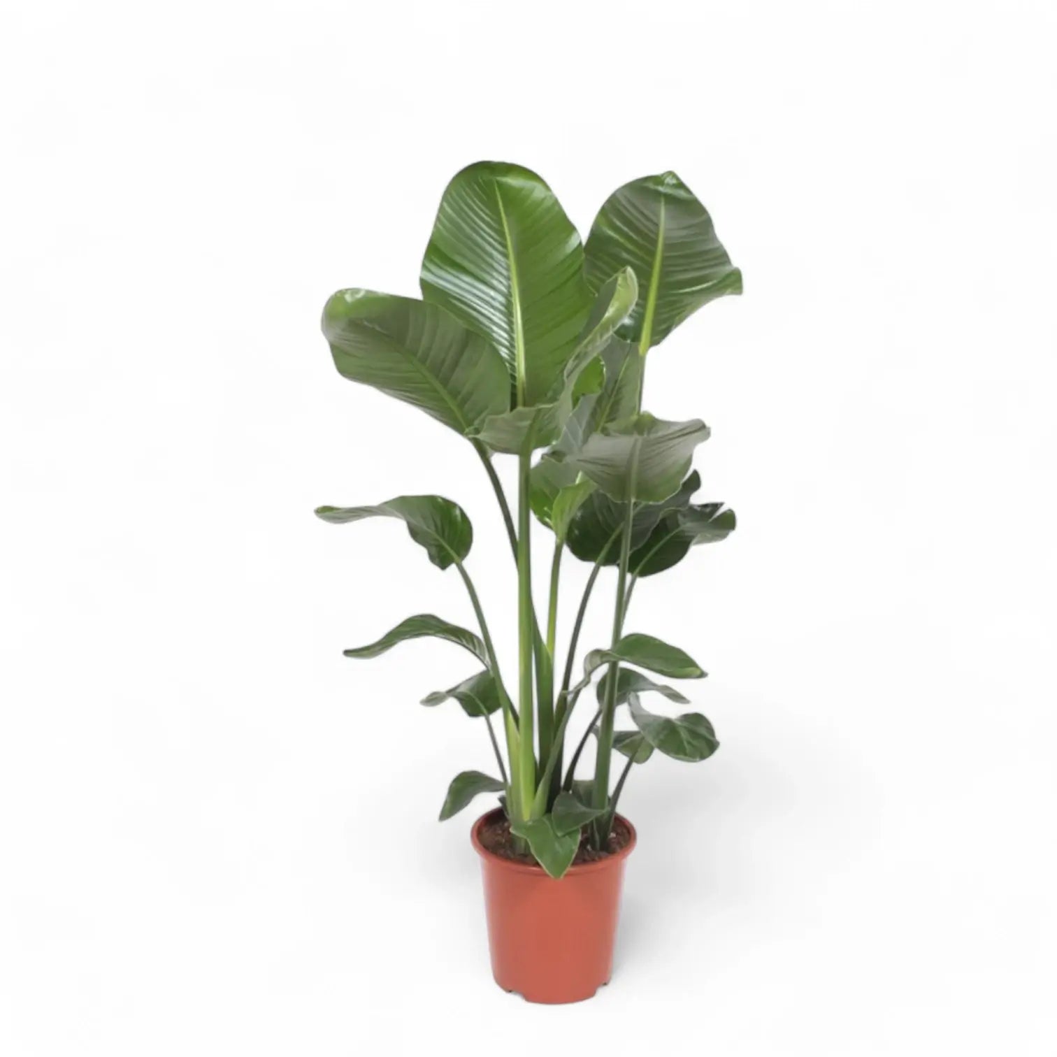 Strelitzia nicolai potted houseplant in nursery pot on white background, product photo 13.