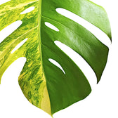 Monstera deliciosa var. borsigiana 'Aurea variegata' – Zimmerpflanze im Kulturtopf auf weißem Hintergrund, Produktfoto 5.