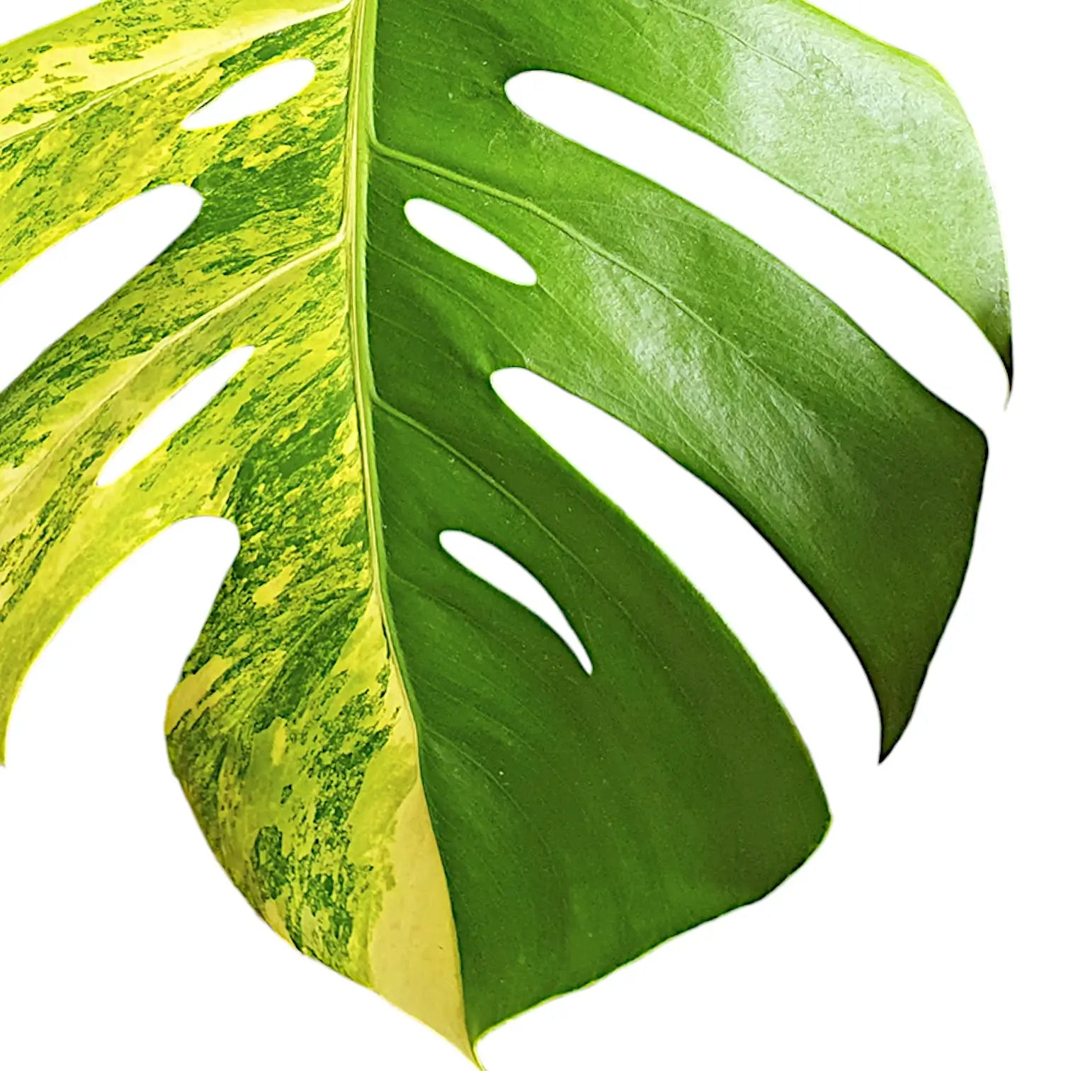 Monstera deliciosa var. borsigiana 'Aurea variegata' – Zimmerpflanze im Kulturtopf auf weißem Hintergrund, Produktfoto 5.