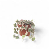 Ceropegia woodii variegata potted houseplant in nursery pot on white background, product photo 4.