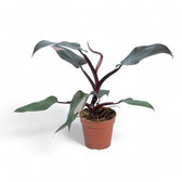 Philodendron 'Burgundy princess' – Zimmerpflanze im Kulturtopf auf weißem Hintergrund, Produktfoto 3.
