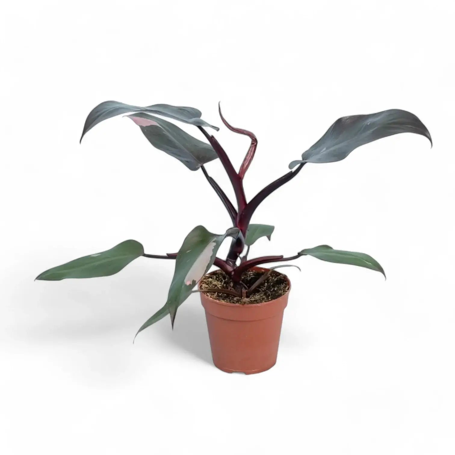 Philodendron 'Burgundy princess' – Zimmerpflanze im Kulturtopf auf weißem Hintergrund, Produktfoto 3.