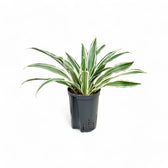 Dracaena fragrans ‘Warneckii’ – Topfpflanze im Kulturtopf vor weißem Hintergrund, Produktfoto 6.